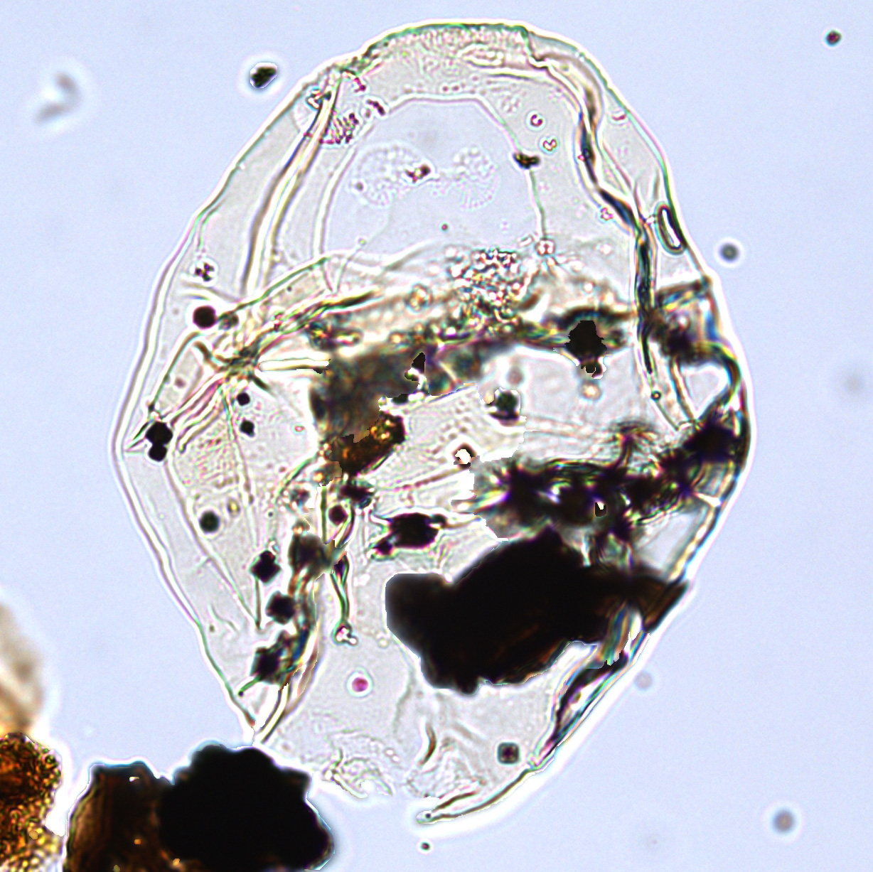 Satyrodinium haumuriense, U1581-55R-CC, sl. 1, T27.jpg